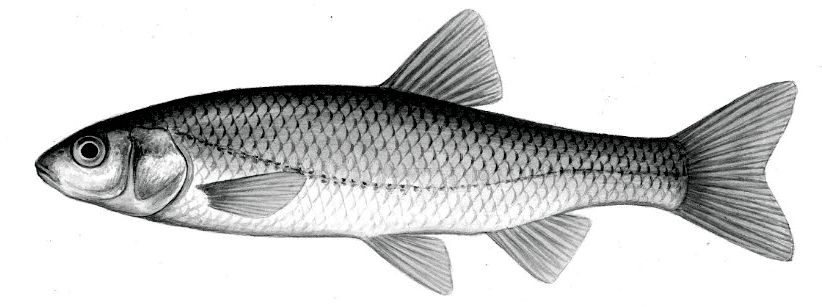 Squalius pyrenaicus_01.jpg